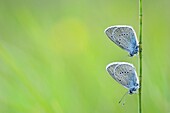Mazarine Blue (Cyaniris semiargus) butterfly pair in an alpine meadow, Hohe Tauern National Park, Austria