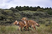 Red Fox (Vulpes vulpes) juveniles competing for social rank, Amsterdam, Netherlands
