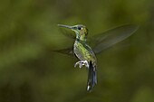 Green-crowned Brilliant (Heliodoxa jacula) hovering, Monteverde, Costa Rica