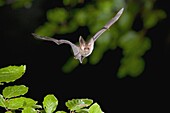 Brown Big-eared Bat (Plecotus auritus), Netherlands