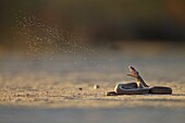 Mozambique Spitting Cobra (Naja mossambica) highly poisonous, Kruger National Park, South Africa