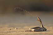 Mozambique Spitting Cobra (Naja mossambica) highly poisonous, Kruger National Park, South Africa