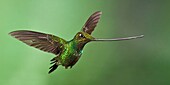 Sword-billed Hummingbird (Ensifera ensifera) flying, Guango, Ecuador