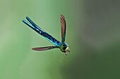 Long-tailed Sylph (Aglaiocercus kingi) hummingbird flying, Mindo, Ecuador