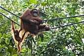Orangutan (Pongo pygmaeus) mother with young, Semengoh Forest Reserve, Malaysia