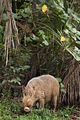 Bearded Pig (Sus barbatus) foraging, Bako National Park, Sarawak, Borneo, Malaysia