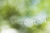 Crane Fly (Tipula sp) group, Sarawak, Borneo, Malaysia