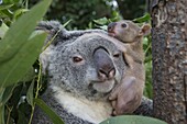 Koala (Phascolarctos cinereus) mother and five month old joey, Queensland, Australia,sequence 2 of 3