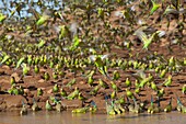 Budgerigar (Melopsittacus undulatus) flock drinking at waterhole, Western Australia, Australia