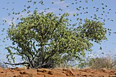 Budgerigar (Melopsittacus undulatus) flock in tree, Western Australia, Australia