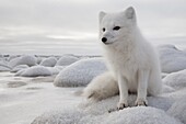 Arctic Fox (Alopex lagopus) on frozen tundra, Churchill, Manitoba, Canada