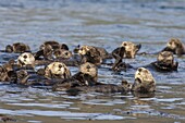 Sea Otter (Enhydra lutris) raft, Kodiak, Alaska