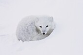 Arctic Fox (Alopex lagopus) in snow, Churchill, Manitoba, Canada