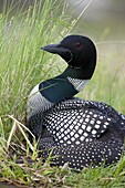 Common Loon (Gavia immer) in defensive posture on nest, Kenora, Ontario, Canada