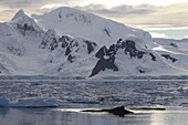 Humpback Whale (Megaptera novaeangliae) surfacing near coast, Gerlache Strait, Antarctic Peninsula, Antarctica