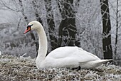 Mute Swan (Cygnus olor), Switzerland