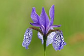 Siberian Iris (Iris sibirica), Switzerland