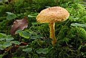 Flaming Pholiota (Pholiota flammans) mushroom, Black Forest, Germany