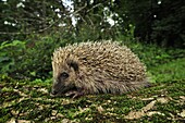 Brown-breasted Hedgehog (Erinaceus europaeus) juvenile, Switzerland