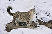 Snow Leopard (Uncia uncia), Switzerland