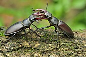 Stag Beetle (Lucanus cervus) males fighting, Switzerland