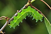 Giant Peacock Moth (Saturnia pyri) caterpillar, Switzerland