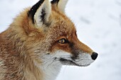 Red Fox (Vulpes vulpes) in profile, Switzerland