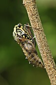 Oldworld Swallowtail (Papilio machaon) butterfly emerging from chrysalis, Switzerland, sequence 5 of 8