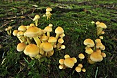 Sulphur Tuft (Hypholoma fasciculare) mushroom, Switzerland