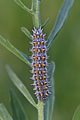 Spotted Fritillary (Melitaea didyma) caterpillar, Switzerland