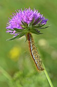 Ground Lackey Moth (Malacosoma castrensis) caterpillar, Switzerland