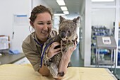 Koala (Phascolarctos cinereus) sick with KoRv retrovirus being held by Hospital Manager Patricia Swift, Currumbin Wildlife Hospital, Queensland, Australia