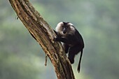 Lion-tailed Macaque (Macaca silenus) juvenile climbing tree, Indira Gandhi National Park, Western Ghats, India