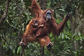 Sumatran Orangutan (Pongo abelii) twenty-four year old female, named Ratna, with female baby, named Global, hanging from branch, Gunung Leuser National Park, Sumatra, Indonesia