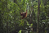 Sumatran Orangutan (Pongo abelii) thirty-six year old female, named Suma, swinging through trees with her female baby, named Sumi, Gunung Leuser National Park, Sumatra, Indonesia
