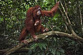 Sumatran Orangutan (Pongo abelii) sixteen year old female, named Jaki, carrying female baby, named Jodi, Gunung Leuser National Park, Sumatra, Indonesia