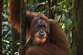 Sumatran Orangutan (Pongo abelii) twenty-six year old male, named Halik, in tree, Gunung Leuser National Park, Sumatra, Indonesia