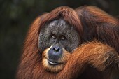 Sumatran Orangutan (Pongo abelii) twenty-six year old male, named Halik, Gunung Leuser National Park, Sumatra, Indonesia