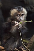 Lion-tailed Macaque (Macaca silenus) baby chewing on a stick, Indira Gandhi National Park, Western Ghats, India
