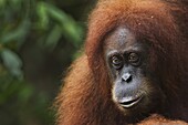 Sumatran Orangutan (Pongo abelii) twenty-two year old female, named Sandra, Gunung Leuser National Park, Sumatra, Indonesia