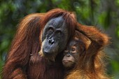 Sumatran Orangutan (Pongo abelii) twenty-four year old female, named Ratna, with female baby, named Global, Gunung Leuser National Park, Sumatra, Indonesia