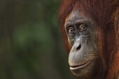 Sumatran Orangutan (Pongo abelii) sixteen year old female, named Jaki, Gunung Leuser National Park, Sumatra, Indonesia
