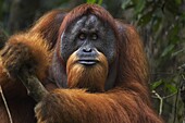 Sumatran Orangutan (Pongo abelii) twenty-six year old male, named Halik, Gunung Leuser National Park, Sumatra, Indonesia