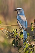 Florida Jay (Aphelocoma coerulescens), Florida