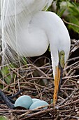 Great Egret (Ardea alba), Florida