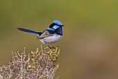 Superb Fairywren (Malurus cyaneus) male, Victoria, Australia