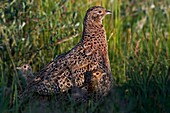 Ring-necked Pheasant (Phasianus colchicus) female and chicks, Texel, Netherlands