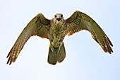 Brown Falcon (Falco berigora), Victoria, Australia