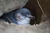Little Blue Penguin (Eudyptula minor) in its burrow, New Zealand