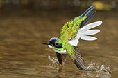 Purple-crowned Fairy (Heliothryx barroti), Costa Rica